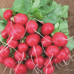 Rzodkiewka Scarlet Globe Rebel  500 gram ZW ST